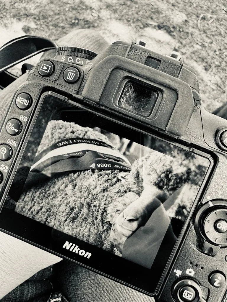 Home Nikon camera displaying a ribboned sheep at the Australian Sheep and Wool Show 2023.
