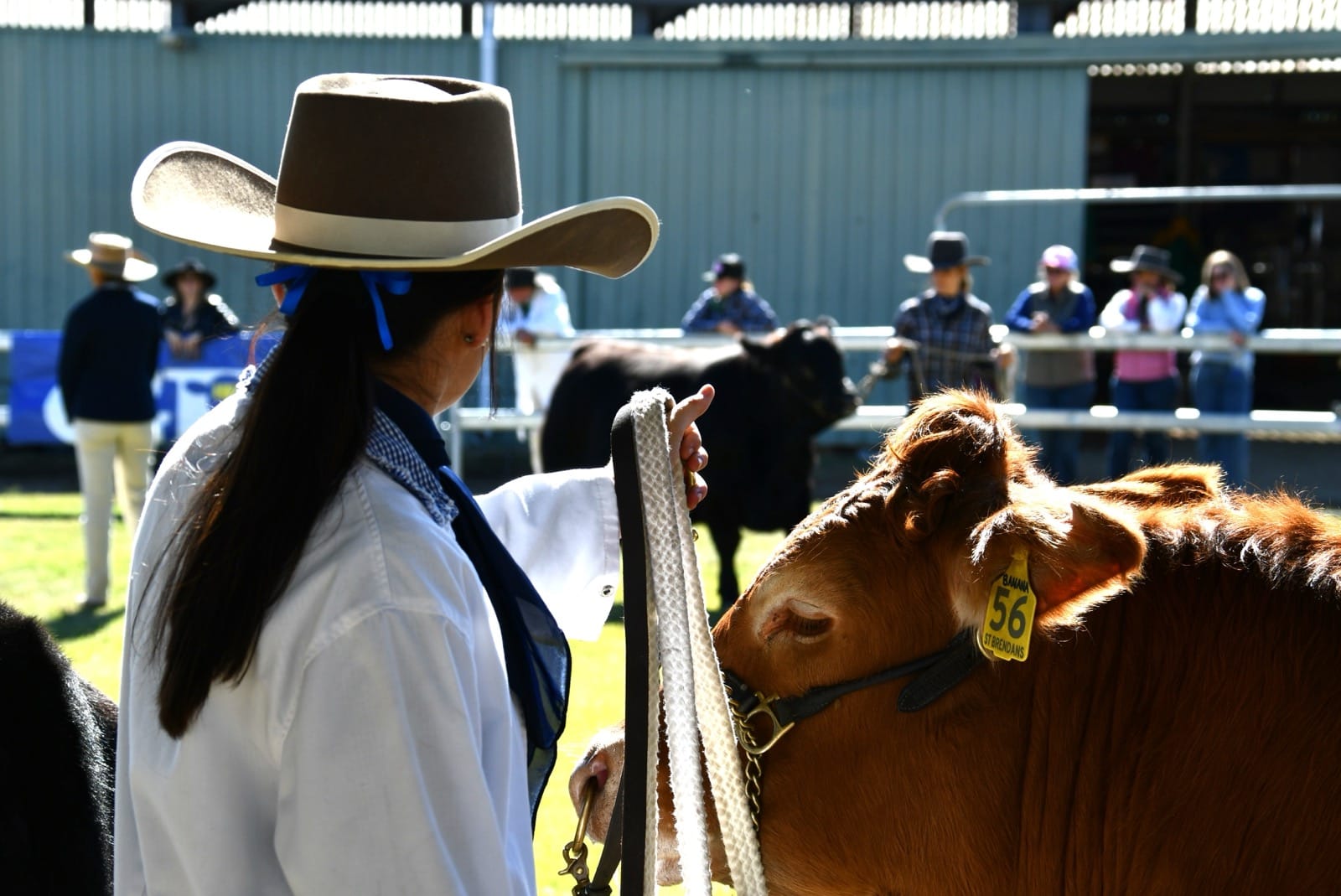 Young handler presenting a heifer at a regional cattle show in Australia.