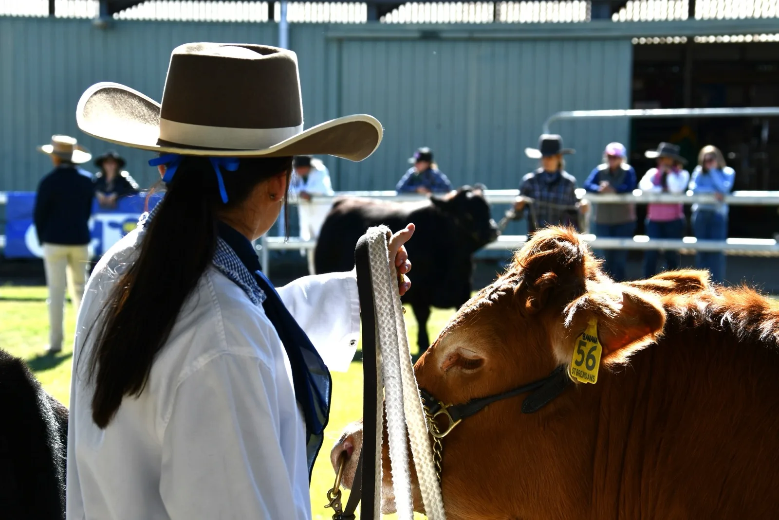 Home Young handler presenting a heifer at a regional cattle show in Australia.